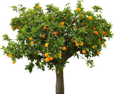 Inspiration for the bonsai orange tree that I am working on. Tree Cut Out, Background Orange, White Gardenia, Aromatherapy Massage, Tree Images, Orange Tree, Blue Bottle, Nature Tree, Evening Primrose