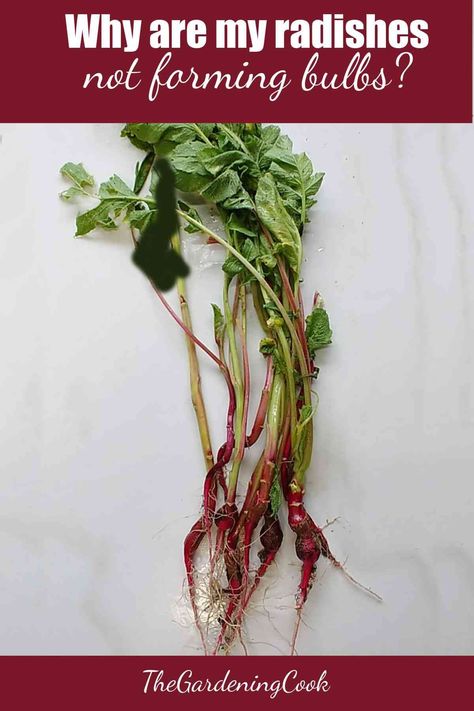 How To Grow Radishes From Seeds, Planting Radishes From Seed, Growing Radishes From Seed, Growing Radishes In Containers, How To Grow Radishes, Radish Growing, Growing Radish, How To Store Radishes, Radish Plant