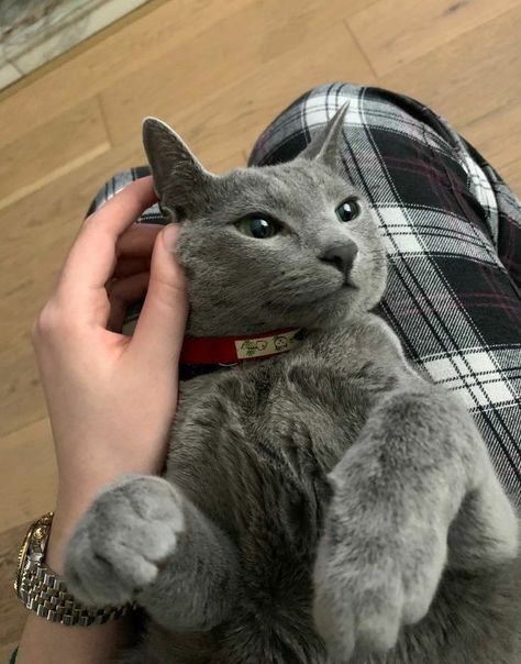 Russian Blue Cat Aesthetic, Blue Russian Cat, Russian Blue Kitten, Russian Cat, Dream's Cat, Sleeping Kitten, Russian Blue Cat, Gray Cat, Grey Cat