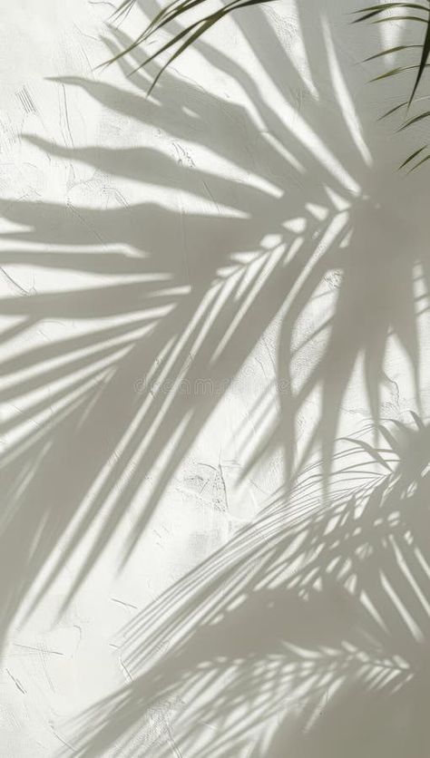 Palm Tree Shadow on White Background stock photos Palm Tree Shadow, Palm Shadow, Backdrop Simple, Tree Shadow, Photos Background, White Background Photo, Background Photo, Tree Silhouette, Light Background