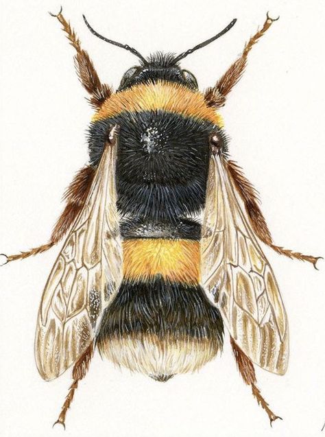 Bee Drawing, Bee Painting, Bee Inspired, Bee Tattoo, Insect Art, Bee Art, Scientific Illustration, Bugs And Insects, Arte Animal