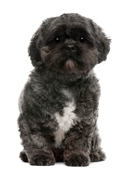 Discover the financial commitments of owning a Lhasa Apso. From initial expenses to grooming and healthcare, plan responsibly for this loyal and affectionate breed. 🐾 #LhasaApsoLove #FurryFriends #DogsofPinterest #LhasaApsoPride #PuppyLove #LhasaApsoLife #CuteCanines #LhasaApsoNation #FurBabies #LhasaApsoObsessed Lhasa Apso Tattoo Outline, Lhasa Apso Tattoo, Healthcare Plan, Lhasa Apso, Lhasa, Tattoo Outline, Puppy Love, Fur Babies, Dog Breeds