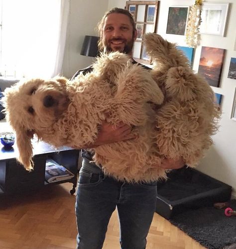 Meet Fabbe. He‘s A Big Fluffy Baby Cute Big Fluffy Dogs, Fluffy Big Dogs, Fluffy Goldendoodle, Large Goldendoodle, Big Poodle, Goldendoodle Haircuts, Big Fluffy Dogs, Golden Doodle, Cute Fluffy Dogs