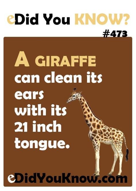 Fun Facts About Giraffes, Interesting Animal Facts, Giraffe Facts, Animal Facts For Kids, Interesting Animal, Fun Facts For Kids, Fun Facts About Animals, Fun Fact Friday, Mind Blowing Facts