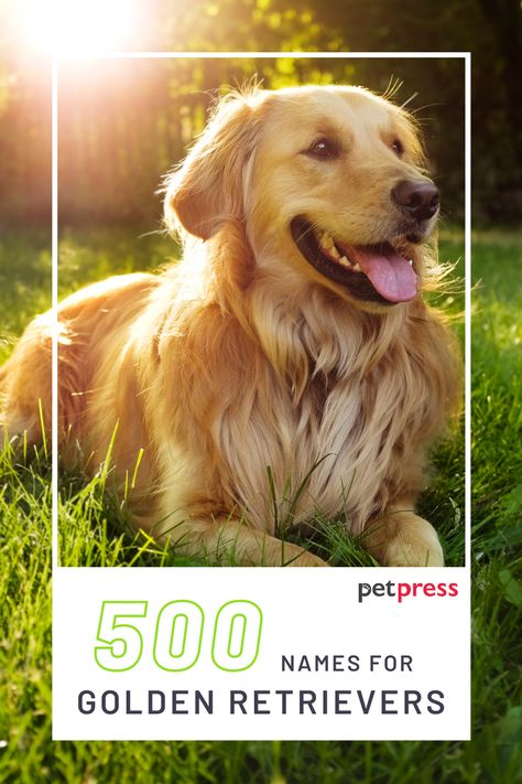 500 Golden Retriever Names - Popular Male and Female Names | PetPress Female Golden Retriever Names, Cute Golden Retriever Names, Golden Retriever Names Male, Golden Retriever Puppy Names, Golden Retriever Dog Names, Tinkerbell Cookies, Female Golden Retriever, Perros Golden Retriever, Golden Retriever Names