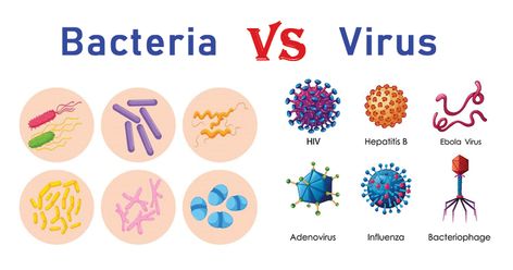 Viruses Microbiology, Bacteria Under Microscope, Microbiology Notes, Bacillus Anthracis, Microbiology Study, Light Microscope, Prokaryotic Cell, Cell Organelles, Biology Art