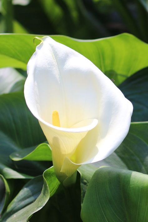 Arum, calla lily, blooming that is simply beautiful Fast Growing Pine Trees, Arum Lilies, Zantedeschia Aethiopica, Lily Care, Summer Bulbs, Arum Lily, Easy Plants To Grow, Black Raven, Lily Plants