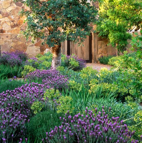 Dozens of Water-Wise Plants That Go Way Beyond Succulents - Sunset Harvesting Lavender, Spanish Lavender, Water Wise Plants, Low Water Gardening, Garden Journal, Water Wise, Mediterranean Garden, Mosaic Garden, Flowering Plants