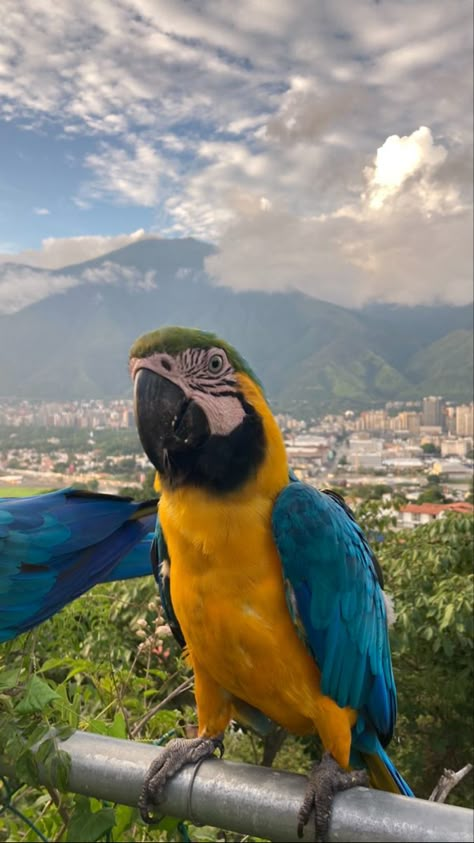 Costa Rica Birds Tropical, Caribbean Animals, Brazil Animals, Brazil Core, 2025 Vibes, Vision 2025, Wallpapers Phone, Big Animals, Stardew Valley