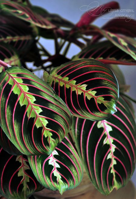 Growing Ginger Indoors, Calathea Plant, Prayer Plant, Inside Plants, Low Light Plants, Plant Diseases, Red Leaves, Deco Floral, Garden Care