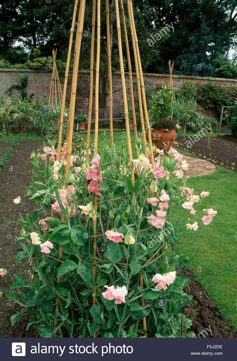 Sweet Pea Garden Trellis, Sweet Pea Wigwam, Climbing Sweet Peas, Sweet Pea Garden, Sweet Pea Trellis, Sweet Pea Trellis Ideas, Teepee Trellis, Pea Trellis, Flower Trellis