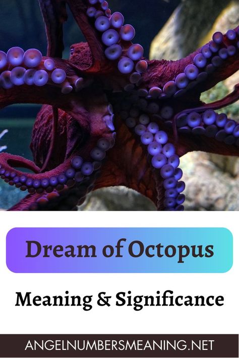 octopus,mimic octopus,giant octopus,octopuses,the dodo octopus,big octopus eng sub,octopus intelligence,octopus befriends diver,#octopus,bbc octopus,octopus bbc,octopus play,octopus list,octopus arms,smart octopus,dumbo octopus,octopus venom,octopus facts,an octopus have,octopus on land,octopus eating,octopus escape,octopi,octopus hunting,biggest octopus,blanket octopus,octopus cutting,1 minute octopus,octopuses bbc,octupus Octopus Meaning, Numbers Meaning, Dream Meaning, Dream Symbols, Ancient Mythology, Dream Meanings, The Octopus, Angel Numbers, Octopus