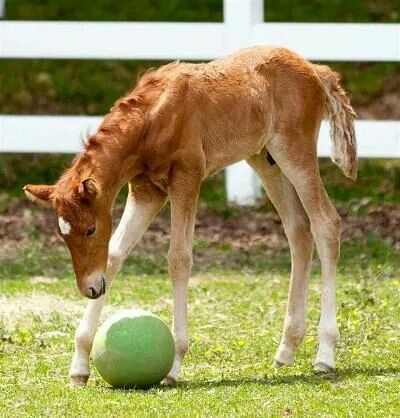 Learning to play kick ball Cow Playing With Ball, Horse Kicking, Horse Playing With Ball, Foal Running, Foal Lying Down, Foals Playing, Horse Poses, Show Jumping Horses, Horse Reference