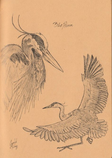 Blue heron drawing. Ink drawing. Sketch Tropical Bird Drawing, Blue Heron Sketch, Great Blue Heron Drawing, Wildlife Sketches Pencil, Sandhill Crane Drawing, Great Blue Heron Art, Heron Bird Tattoo, Egret Drawing, Herron Tattoo