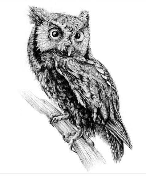 Screech Owl Tattoo, Screech Owl Drawing, Eastern Screech Owl, Owl Drawing, Eagle Painting, Screech Owl, Owl Illustration, Animal Study, Owls Drawing