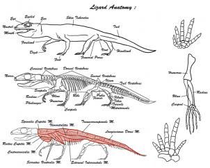 how to draw lizards step 1 Reptile Anatomy Drawing, Lizard Anatomy, Reptile Anatomy, Reptile Scales, Feet Drawing, Anatomy References, Monitor Lizard, Art Advice, Animal Anatomy