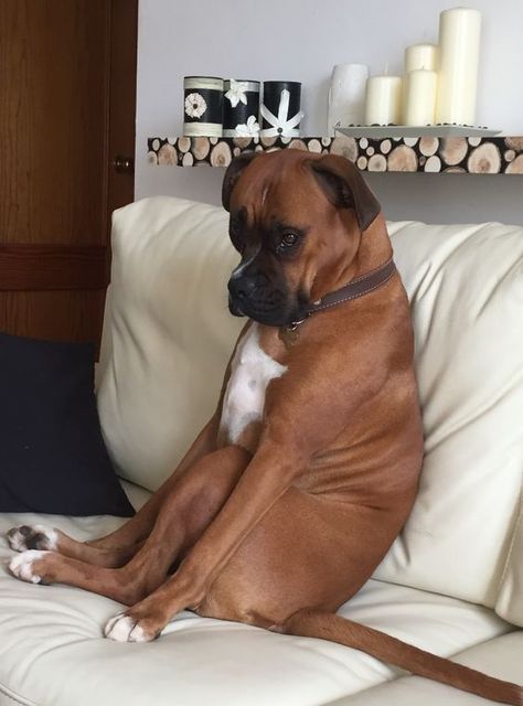 You will see a whole new level of lazy Family Dogs Breeds, Boxer Dog Puppy, Boxer Dogs Funny, Boxer And Baby, Funny Boxer, Cute Boxers, Cesar Millan, Boxer (dog), Boxer Puppy