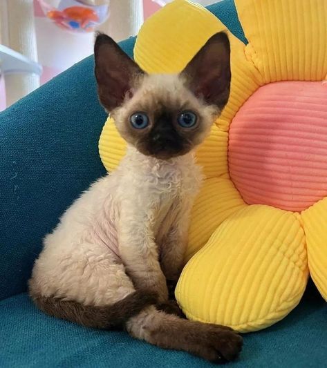 Devon Rex Kittens, Devon Rex Cats, Not Amused, Ninja Cats, Rex Cat, Cute And Cuddly, Söt Katt, Silly Cats Pictures, Devon Rex