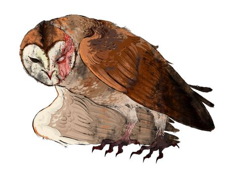 Owls And Crows, Owl Creature Art, Staring Reference, Owls Of Ga'hoole Fanart, Birds Of Prey Animals, Owl Refrences, Barn Owl Character Design, Owl Oc Human, Owls Of Ga'hoole