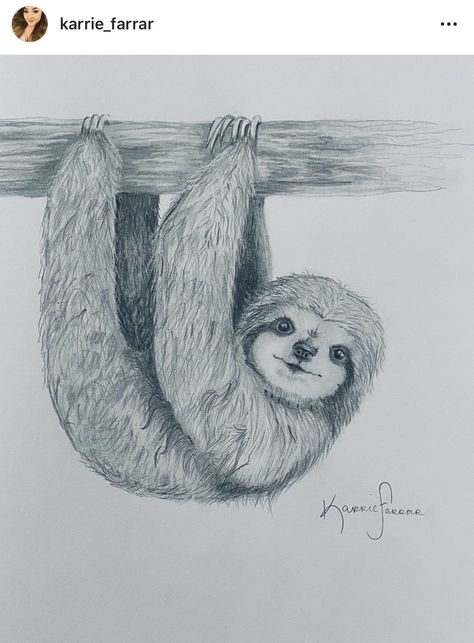 Black & white graphite drawing of a Pygmy Sloth by Karrie Farrar. #slothlover #sketch Sloth Drawing Realistic, Sloth Sketch Simple, Sloth Drawing Simple, Pygmy Sloth, Sloth Drawings, Sloth Sketch, Easy Butterfly Drawing, Sloth Drawing, Anemone Bouquet