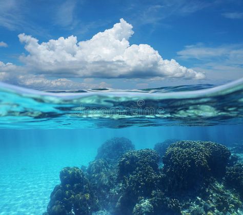 Split image sky cloud and coral reef underwater. Top half with blue sky and clou #Sponsored , #Advertisement, #sponsored, #sky, #Split, #coral, #cloud Half Underwater Photography, Cloud Wall Mural, Half Underwater, Landscape Drawing Tutorial, Split Image, Cloud Wall, Water Images, Underwater Art, Ocean Sky