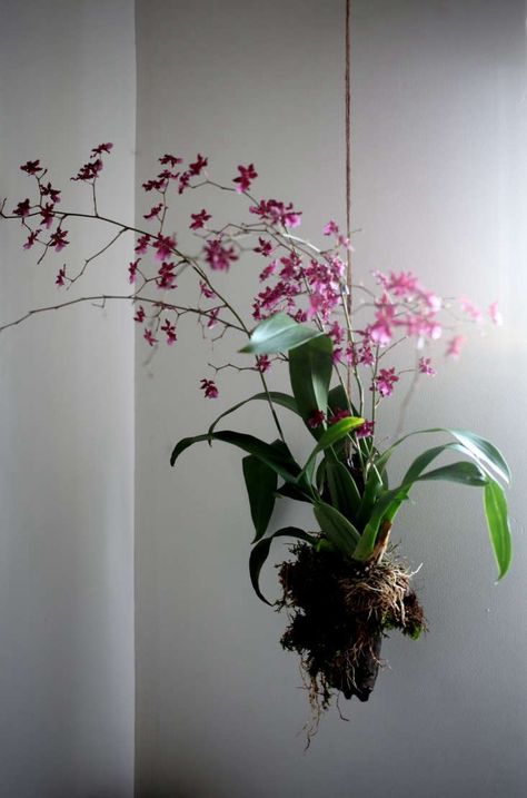 Kokedamas Ideas, Hanging Orchid, Natural Insecticide, Types Of Orchids, Growing Orchids, Orchids Garden, Orchid Wedding, Plant Diseases, Orchid Care