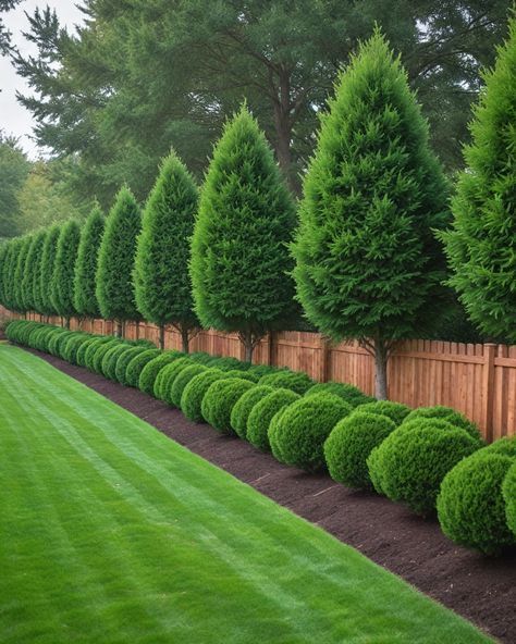 10 Best Trees To Plant Along Fence Plants By The Fence, Tree Hedge Ideas, Trees Around Fence, Garden Ideas Trees, Trees As Privacy Fence, Tree Lined Fence Backyards, Plants Next To Fence, Garden Fence Planting Ideas, Fence And Hedge Combination