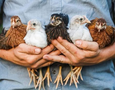 tea with mrs. mourning dove Homestead Instagram, Country Life Photography, Big Farm, Happy Farm, Future Farms, Farm Lifestyle, Chickens And Roosters, Chicken Breeds, Chicken Farm