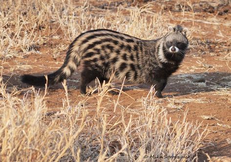 African Civet | Civettictis civetta, African Civet from Tach… | Flickr Bug Reference, African Civet, Unusual Animals, The Bush, Animal Species, African Wildlife, All Birds, African Animals, Weird Animals