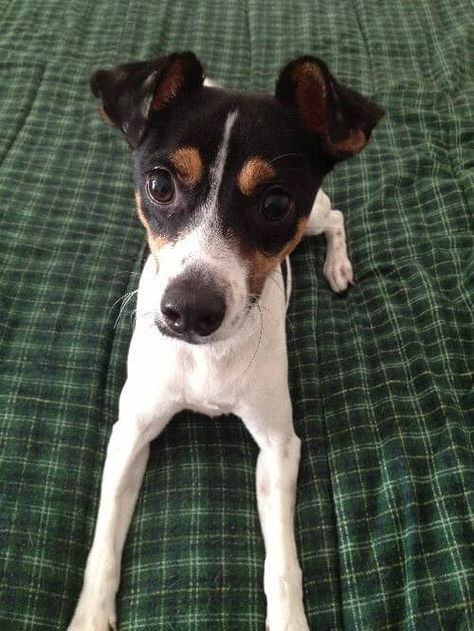 Miniature Fox Terrier, Rat Terrier Puppies, Jack Terrier, Rat Dog, Rat Terrier Dogs, Jack Russell Terrier Puppies, Cool Facts, Toy Fox Terriers, American Dog