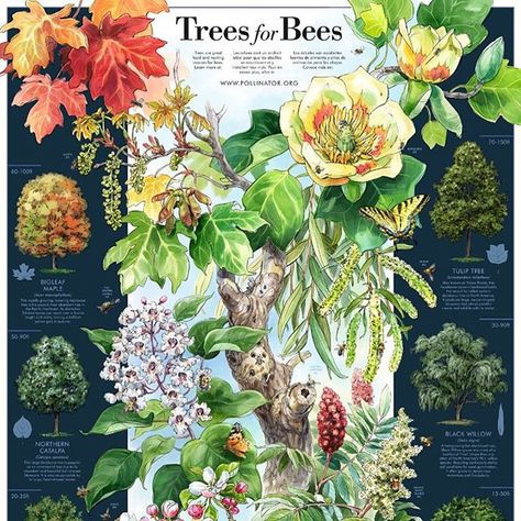 We were inspired by the Trees for Bees Poster at the North Carolina Native Plant Society Booth at Green and Growin’ 2018! 🌳🐝 #tankardnurseries #wholesale #nursery #grower #trees #bees #pollinators #greenandgrowin Eastern Redbud, Garden Diary, Bee Garden, Bee Friendly, Rainwater Harvesting, Pollinator Garden, Landscaping Tips, Save The Bees, Green Trees