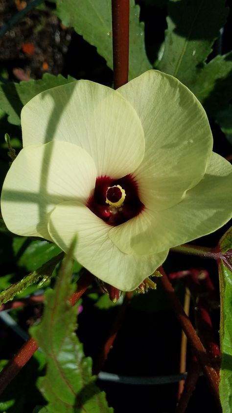 Can we take a moment to appreciate the beauty of okra flowers? Okra Flower Tattoo, Harvesting Okra, Okra Flower, When To Harvest Okra, Bamia Recipe Okra, Beginners Landscaping, Vegetable Garden For Beginners, Indoor Herb Garden, Greenhouse Gardening