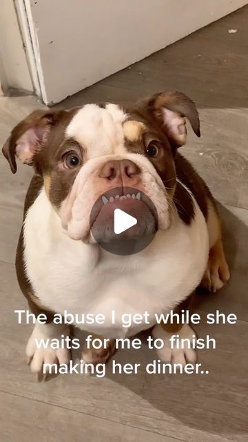 English Bulldog Love on Instagram: "Yes she chewed a bit of the door, yes my floor needs a sweep. Building new dog area atm! 🙌🏻  ❣️ Do you want to see more cute English Bulldogs? Then follow us.   :  Cradit: bristolbullsss on TikTok   :  DM for Credit or removal!  :  #englishbulldog #englishbulldogpuppy #englishbulldoglovers #englishbulldoglife #englishbulldogpuppies #englishbulldoglover #englishbulldogofinstagram #englishbulldogmoments #englishbulldog_feature #englishbulldogworld #englishbulldogs_worldwide #englishbulldogfamily #englishbulldogclub #englishbulldogmom #englishbulldogmix #englishbulldogfanclub #englishbulldogpups #englishbulldogforsale #englishbulldogmodel #bulldogworld #englishbulldogsofig #englishbulldoglove #englishbulldogcommunity #englishbulldogsworldwide" Sibling Jealousy, English Bulldog For Sale, English Bulldog Funny, Funny Bulldog, We Rate Dogs, Dog Area, Bulldog Funny, English Bulldog Puppies, English Bulldog Puppy