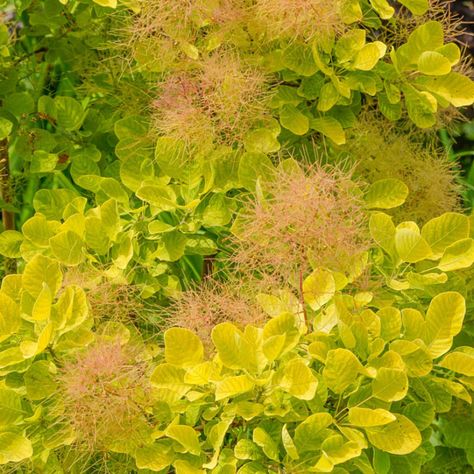 Golden Cotinus Coggygria, Spring Hill Nursery, Foundation Planting, Drought Tolerant Plants, Public Garden, Garden Tours, Green Garden, Trees And Shrubs, Perennial Plants