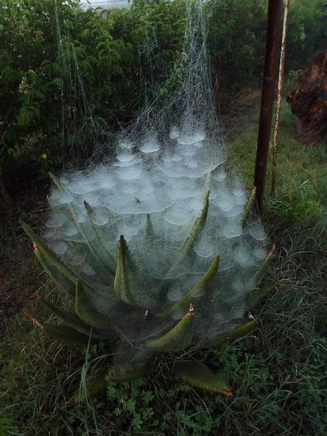 Wild Nature Aesthetic, Background Reference Photo, Foggy Aesthetic, Huge Spiders, Aloe Plant, Aloe Vera Plant, Spider Webs, Nature Aesthetic, Spider Web