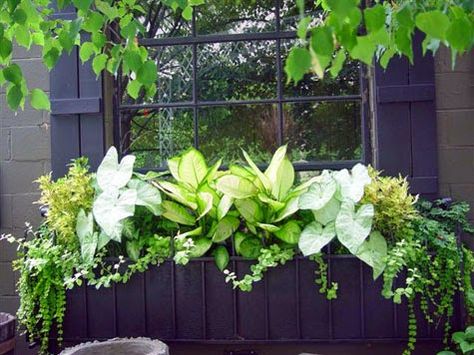 Fall Window Boxes, Window Box Plants, Flower Containers, Window Box Flowers, Creeping Jenny, Window Planter Boxes, Garden Containers, Garden Windows, White Gardens