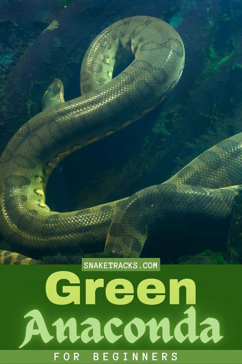 The green anaconda is part of the boidae family and it’s binomial name is eunectes murinus. Neonates approximately 27″ – 34″+/-. Females average 16+’, males average 8′ – 10′ adult size. Record size for the green anaconda is 37.5 feet. Green anacondas typically live 10-30 years in captivity. The oldest captive green anaconda on record is 31 years. In captivity we have seen high orange green anacondas, as well as “axanthic” specimens that are a smoky blue color. Anaconda Verde, Green Anaconda, Smoky Blue, Barack And Michelle, Dangerous Animals, Anaconda, Michelle Obama, Free Guide, Snakes