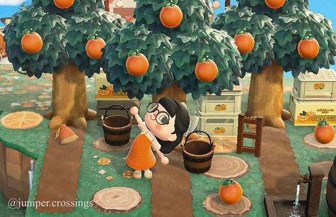 Animal Crossing Orange Island, Orange Island Acnh, Acnh Orange Orchard, Acnh Orange Juice Stand, Acnh Small Orchard, Acnh Orange Design, Orchard Animal Crossing, Animal Crossing Orange, Animal Crossing Orchard