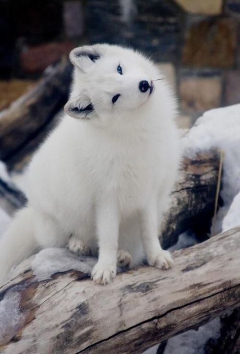 14 Beautiful And Adorable Foxes For You To Fall Hopeless In Love With Volpe Artica, Fuchs Baby, Regnul Animal, Albino Animals, Arctic Fox, Wild Dogs, Cute Fox, 귀여운 동물, Cute Funny Animals