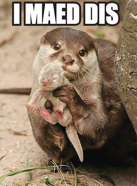 I-Made-Dis Baby Otter, Happy Memes, Funny Animals With Captions, Funny Baby Pictures, Baby Otters, Funny Pictures With Captions, Baby Animals Funny, Silly Animals, Funny Animal Memes