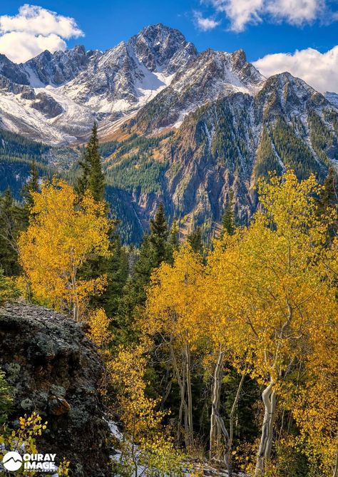 San Juan Mountains Colorado, San Juan Mountains, Banyan Tree, Aspen Trees, Colorado Mountains, Gold Work, Landscape Pictures, Outdoor Life, Rocky Mountains