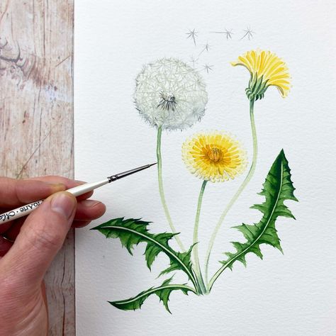 Dandy Lion Drawing, How To Draw Dandilion, Dandelion Leaves Drawing, Dandelion Drawing Tutorial, Dandelion Watercolor Painting Easy, Dandelion Flower Painting, Dandilines Flower Drawing, How To Paint A Dandelion, Dandelion Art Drawing