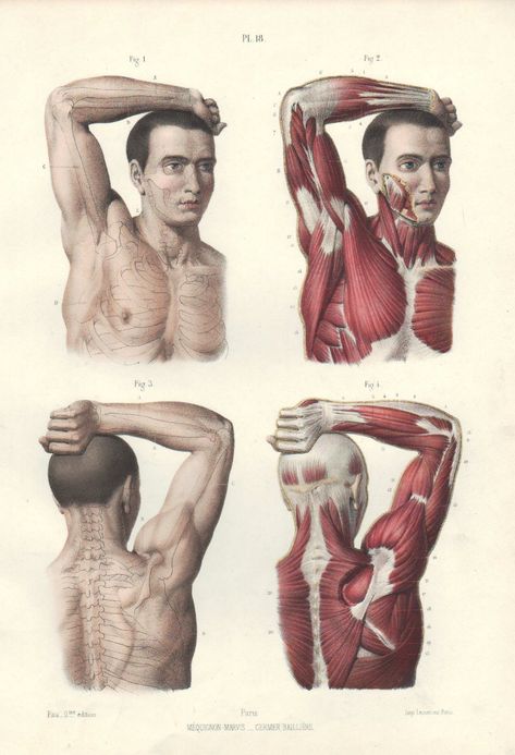 Anatomy Muscle Reference, Arm Muscles Anatomy, Torso Illustration, Muscle Anatomy Reference, Human Anatomy Muscles, Anatomy Arm, Back Anatomy, Muscular Anatomy, Muscle Reference