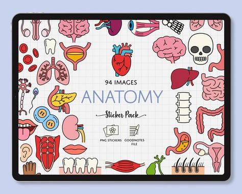 Skeleton Medical, Student Stickers, Medical Stickers, College Checklist, Anatomy Lessons, Internal Organs, Medical School Studying, Medical Studies, Planning Stickers