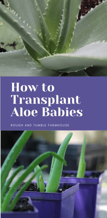 How To Transplant Aloe Vera Plant, Aloe Plant Care, Growing Aloe Vera, Aloe Plants, Aloe Vera Benefits, Regenerative Agriculture, Indoor Herb, Plant Indoor, Garden Growing