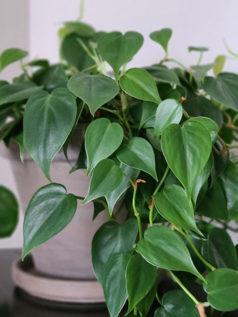 How To Care for Heartleaf Philodendron | Philodendron Hederaceum - Plants and Pondering Heartleaf Philodendron, Philodendron Hederaceum, Philodendron Care, Growing Tomato Plants, Growing Vines, Small Balcony Garden, Philodendron Plant, Plant Care Houseplant, Growing Plants Indoors