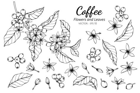 Flower And Leaves Drawing, Coffee Plant Illustration, Hur Man Ritar Blommor, Leaves Drawing, Coffee Tattoos, Flower And Leaves, Plant Tattoo, Coffee Flower, Coffee Illustration