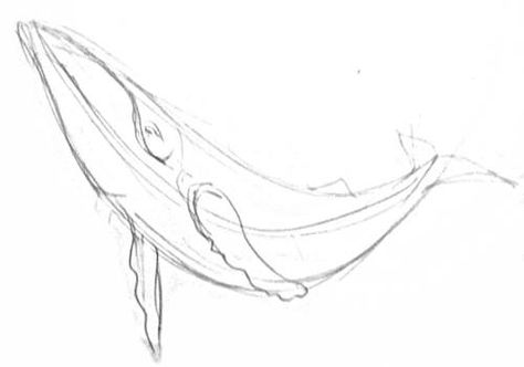 Hump Back Whale Drawing, Black And White Whale Drawing, How To Draw Humpback Whale, Blue Whale Sketch, Whale Drawing Reference, Humpback Whale Drawing Easy, Humpback Whale Sketch, Whale Tale Drawing, Whale Drawing Step By Step