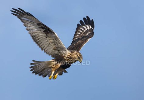 Hawk Flying, Raptors Bird, Shirt Logo Design, Ap Art, In Flight, Hawks, Album Art, Bald Eagle, Pretty Pictures