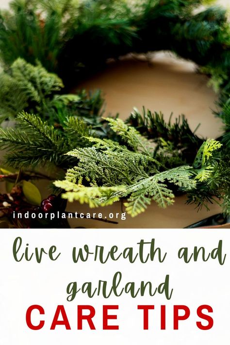 Learn how to care for live greenery like wreaths and garlands with these live wreath plant care tips for the holidays. With these tricks, you can keep your live wreaths and garlands alive all season long. #indoorgardening #christmas #holiday Live Christmas Wreaths Diy, Diy Live Wreath Christmas, Live Wreaths, Live Christmas Wreaths, Real Christmas Wreaths, Live Wreath, Queen Energy, Wreath Inside, Cedar Wreath